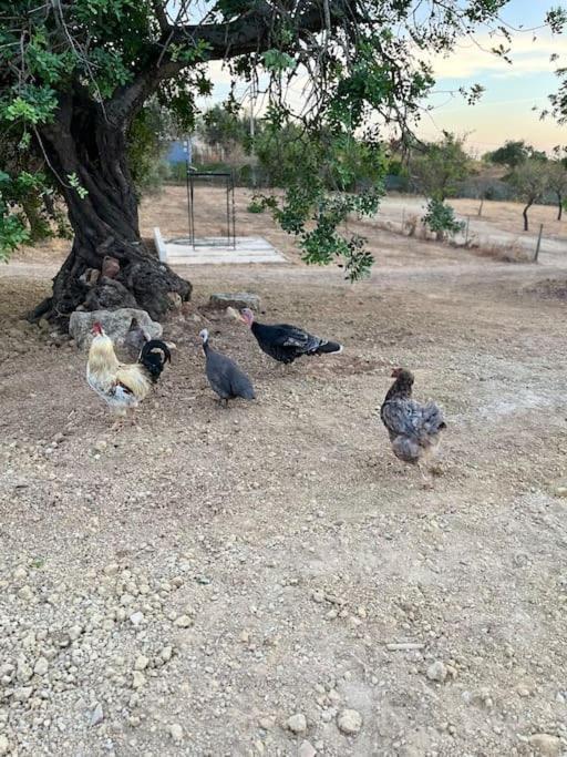 Quinta Da Alfarrobeira Peaceful Countryside Stay ฟารู ภายนอก รูปภาพ